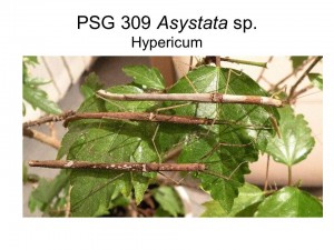 PSG 309 Aystata sp. adult females 
