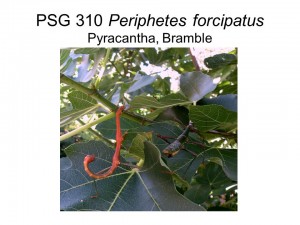 PSG 310 Periphetes forcipatus adult male and female