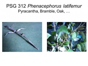 PSG 312 Phenacephorus latifemur adult female and male