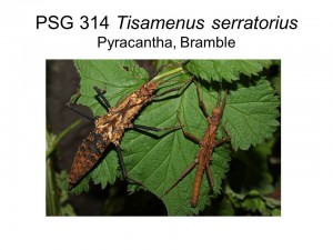 PSG 314 Tisamenus serratorius adult pair