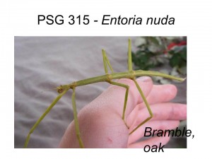 PSG 315 Entoria nuda adult female