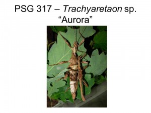PSG 317 Trachyaretaon sp "Aurora" adult pair