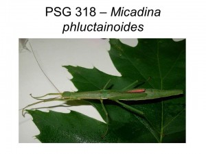 PSG 318 Micadina phluctainoides adult female