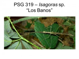 PSG 319 Isagoras sp. "Los Banos" adult female