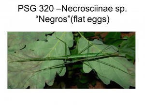 PSG 320 Necrosciinae sp. "Negros" adult pair