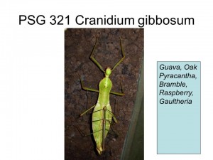 PSG 321 Cranidium gibbosum adult pair
