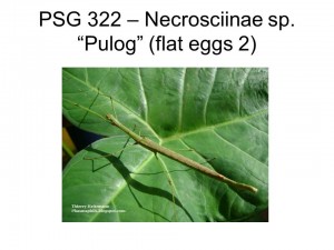 PSG 322 Necrosciinae sp. "Pulog" adult female