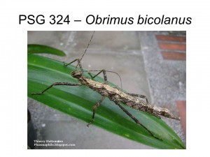 PSG 324 Obrimus bicolanus adult female