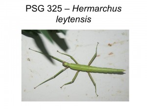 PSG 325 Hermarchus leytensis nymph