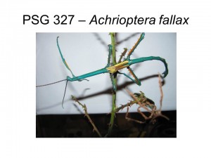 PSG 327 Achrioptera fallax adult male