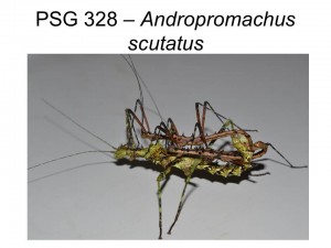 PSG 328 Andropromachus scutatus adult pair