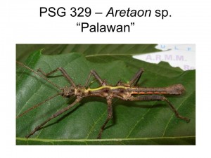 PSG 329 Aretaon sp "Palawan" adult male