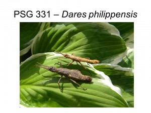 PSG 331 Dares philippinensis adult pair
