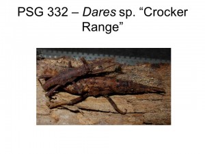 PSG 332 Dares sp. &quot;Crocker Range&quot; mating pair