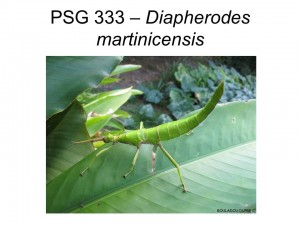 PSG 333 Diapherodes martinicensis adult female