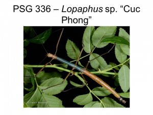 PSG 336 Lopaphus sp. 
