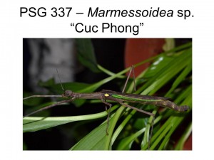 PSG 337 Marmessoidea sp. "Cuc Phuong" adult female