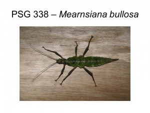 PSG 338 Mearnsiana bullosa adult female