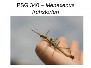 PSG 340 Neohirasea fruhstorferi adult male
