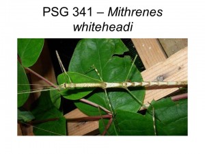 PSG 341 Mithrenes whiteheadi adult female