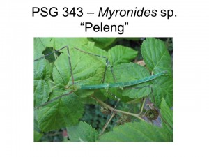 PSG 343 Myronides sp. "Peleng" adult male
