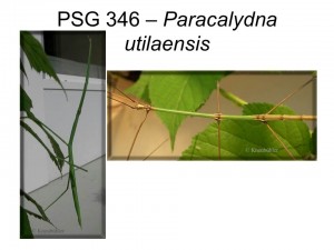 PSG 346 Paracalynda utilaensis adult female (left) and male (right)