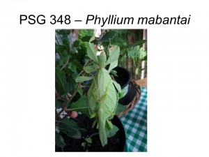 PSG 348 Phyllium (Phyllium) mabantai adult pair