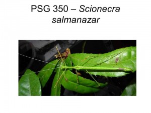 PSG 350 Scionecra salmanazar adult male