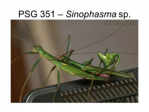 PSG 351 Sinophasma sp. mating pair