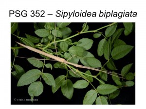 PSG 352 Sipyloidea biplagiata adult female