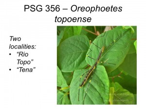 PSG 356 Oreophoetes topoense adult female