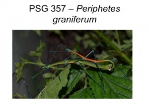 PSG 357 Periphetes graniferum mating pair