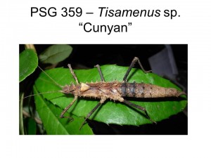 PSG 359 Tisamenus sp. "Cunyan" adult female