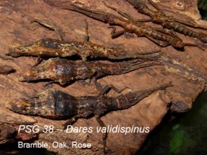 PSG 38 Dares validispinus group of adult females and males resting