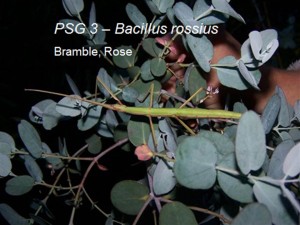 PSG 3 Bacillus rossius rossius adult female on eucalyptus