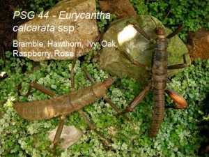 PSG 44 Eurycantha calcarata ssp adult pair
