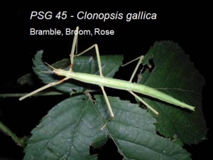 PSG 45 Clonopsis gallica adult female