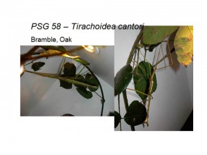 PSG 58 Tirachoidea cantori adult female and male