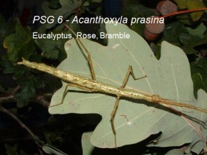 PSG 6 Acanthoxyla prasina adult female
