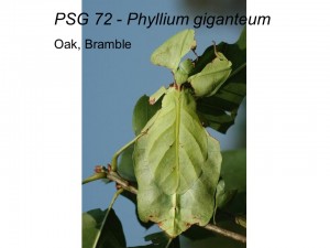 PSG 72 Phyllium (Pulchriphyllium) giganteum adult female