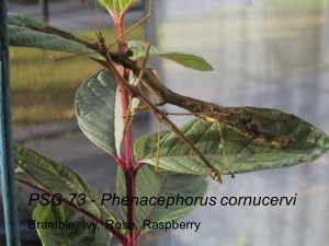 PSG 73 Phenacephorus cornucervi adult pair