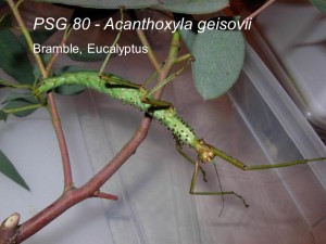 PSG 80 Acanthoxyla geisovii female nymph