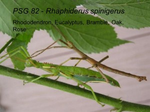 PSG 82 Rhaphiderus spinigerus nymph pair
