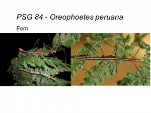 PSG 84 Oreophoetes peruana adult pair