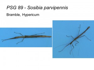 PSG 89 Sosibia parvipennis adult pair