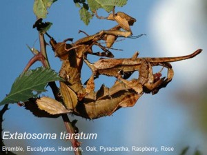 PSG 9 Extatosoma tiaratum adult pair mating Copyright © Mieke Duytschaever