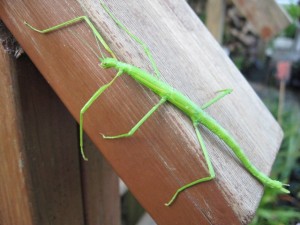 Unknown green phasmid resting on plank of wood