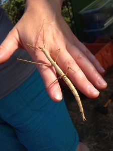 Unknown brown phasmid climbing a hand