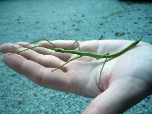 Unknown green phasmid on a hand